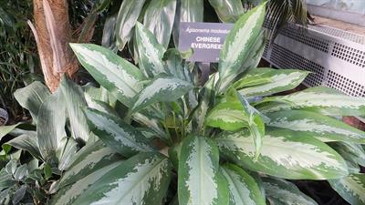 Aglaonema treubii
